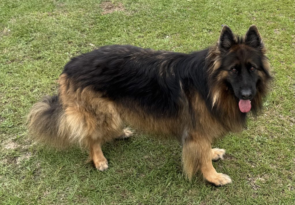King shepherd for adoption Photo King shepherd for adoption