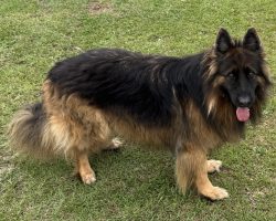 King shepherd for adoption