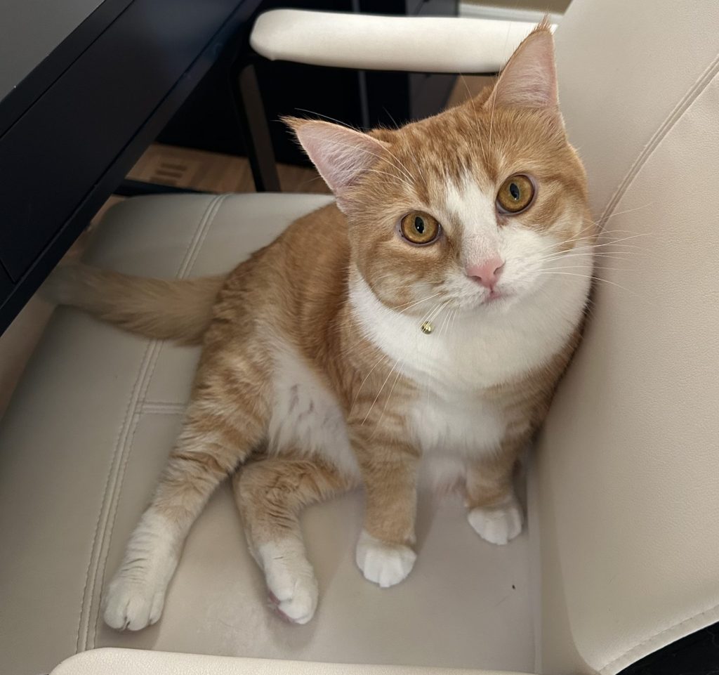 Squashy, a cute orange tabby cat for adoption in calgary sits looking up at the camera with big, orange eyes that perfectly match her coat.