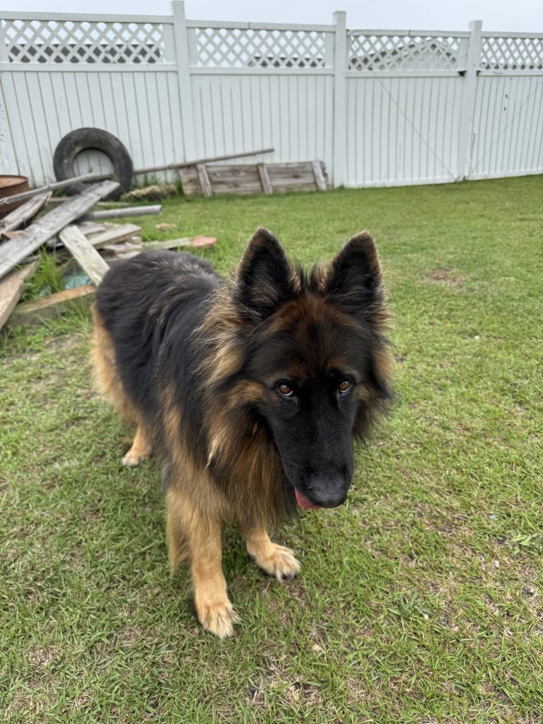 King shepherd for adoption Photo King shepherd for adoption