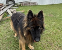 King shepherd for adoption