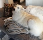 Great Pyrenees Siberian Husky dog for adoption in Nashville Tennessee