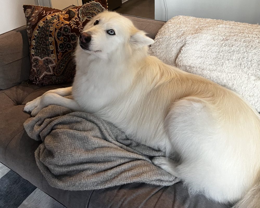 Great Pyrenees Siberian Husky dog for adoption in Nashville Tennessee