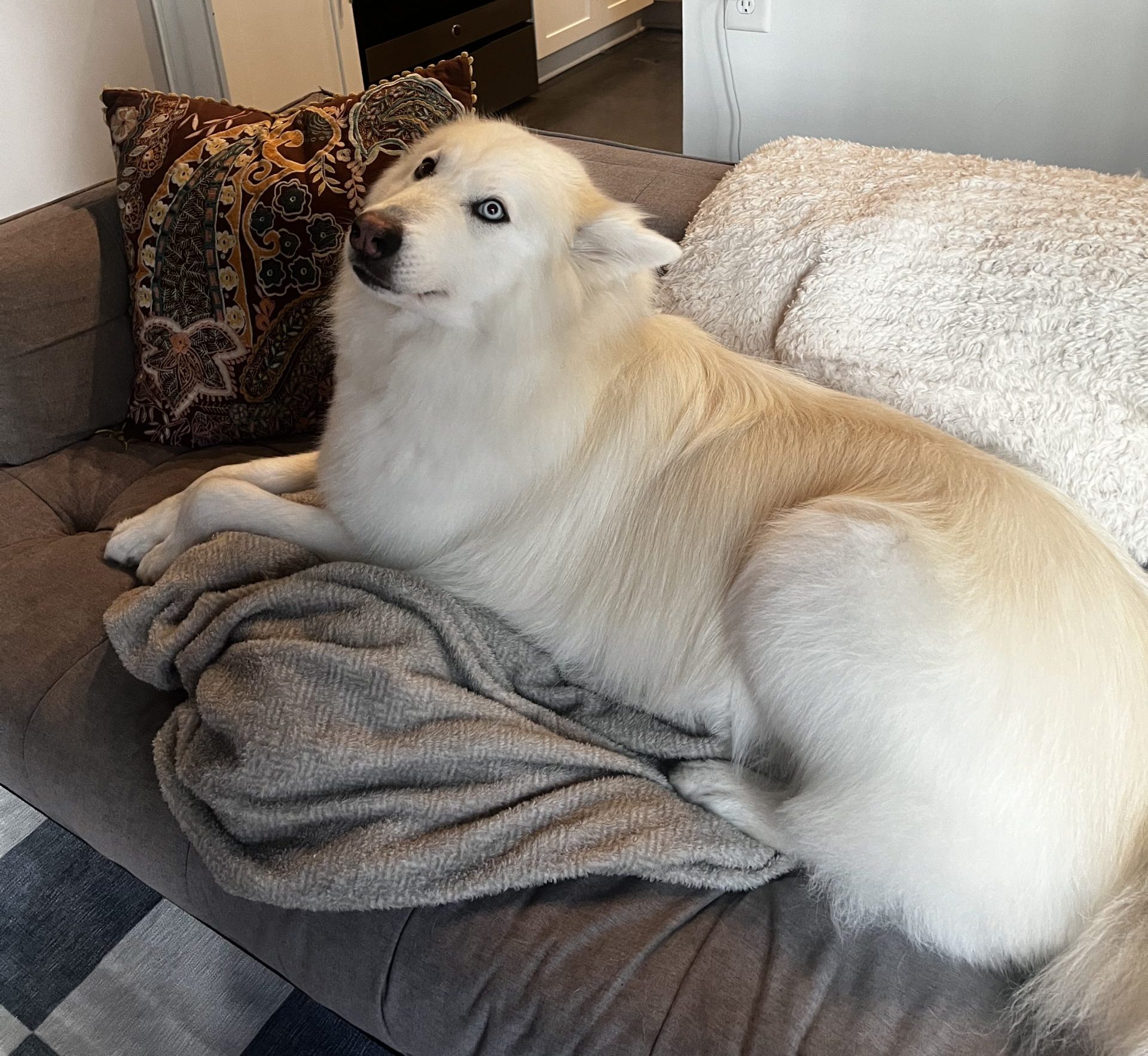 Great pyrenees siberian husky dog for adoption in nashville tennessee
