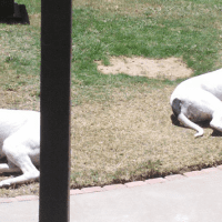 Bronco And Sasha – Sweet Dog Buddies Seek Loving Home Together In El Paso Texas – Supplies Included