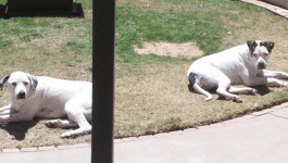 Bronco and Sasha – Sweet Dog Buddies Seek Loving Home Together in El Paso Texas – Supplies Included