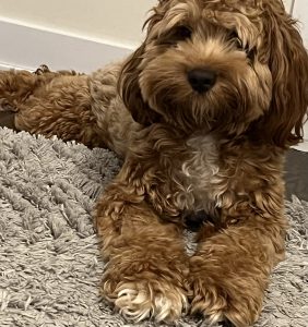 Kiba a cockapoo dog for adoption in markham, ontario