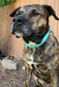 Louisiana Catahoula Leopard Dog For Adoption Seattle WA