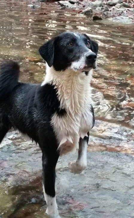 are karelian bear dog hypoallergenic