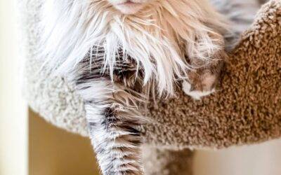 Stunning Purebred Maine Coon Cat For Adoption in Annapolis MD – Supplies Included – Adopt Angel