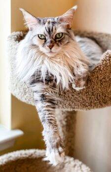 Stunning Purebred Maine Coon Cat For Adoption In Annapolis MD – Supplies Included – Adopt Angel