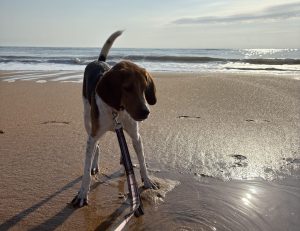 beagle mix dog for adoption in jacksonville fl Photo Amazing Beagle for Adoption in Jacksonville (Ponte Vedra Beach) Florida