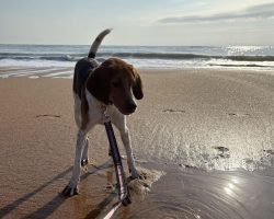 beagle mix dog for adoption in jacksonville fl Photo Amazing Beagle For Adoption In Jacksonville (Ponte Vedra Beach) Florida