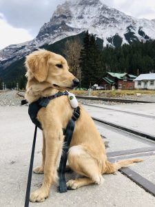 Golden Golden Retriever Poodle Mix dog for adoption in edmonton ab