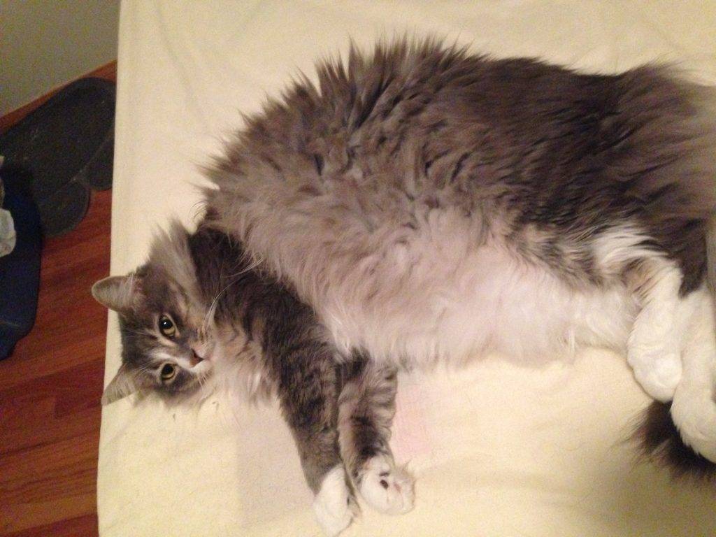 Maine Coon Norwegian Forest Cat For Adoption in La Crescenta CA Pet Rehoming Network