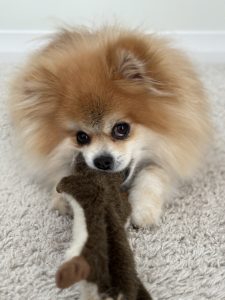 Pomeranian dog for adoption