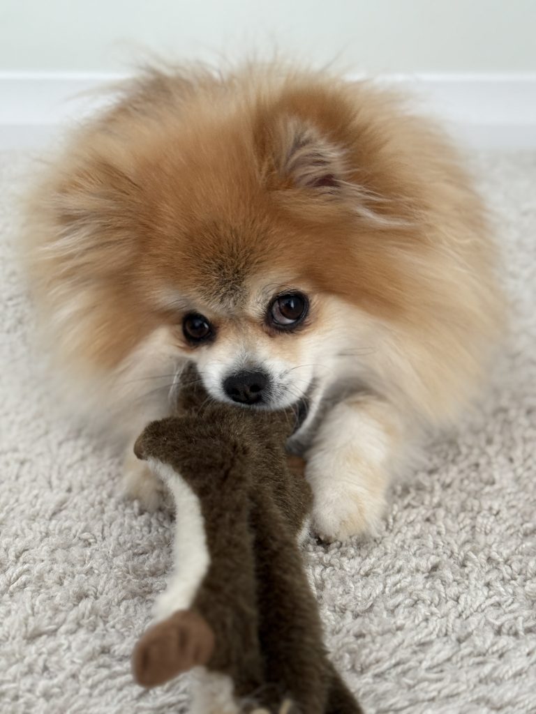 Pomeranian Dog for Adoption in St Albert AB – Meet Hank