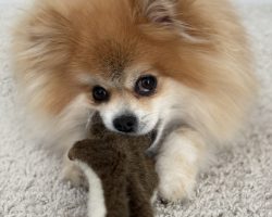 Pomeranian dog for adoption