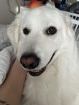 Great pyrenees dogs for adoption near you