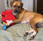 Jelly, a boxer mix dog for adoption in edmonton ab. Jelly is holding her stuffed toy.