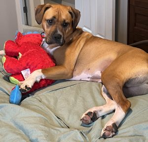 Jelly, a boxer mix dog for adoption in edmonton ab. Jelly is holding her stuffed toy.
