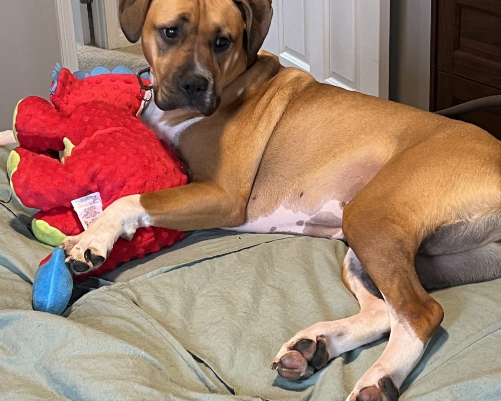 Jelly, a boxer mix dog for adoption in edmonton ab. Jelly is holding her stuffed toy.