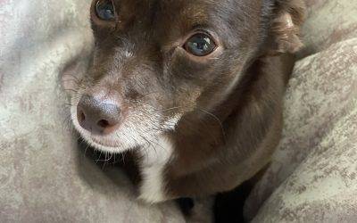 Handsome Chihuahua Dachshund Mix (Chiweenie) for Adoption in Suwanee GA – Supplies Included – Adopt Dixon