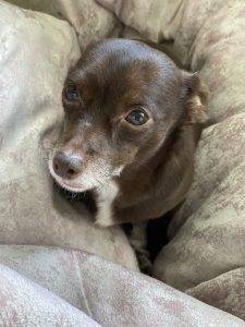 Handsome chihuahua dachshund mix (chiweenie) for adoption in suwanee ga – supplies included – adopt dixon