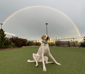 Lucy, a lovable great pyrenees dog for adoption in charlotte (matthews, nc)