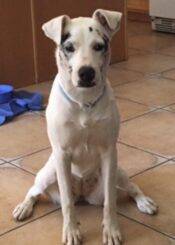 Chloe German Shepherd Aussie Mix Dog For Adoption Moreno Valley CA
