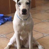 Chloe German Shepherd Aussie Mix Dog For Adoption Moreno Valley CA