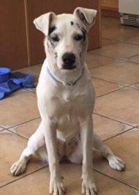 Chloe German Shepherd Aussie Mix Dog For Adoption Moreno Valley CA