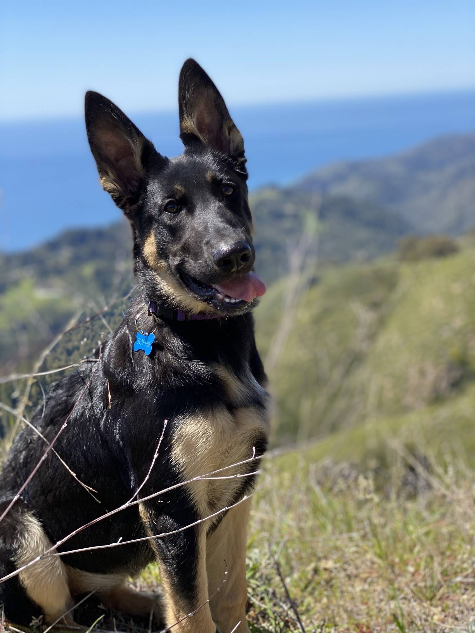 German Shepherd Puppy For Adoption in San Jose California – Supplies Included – Adopt Sophie