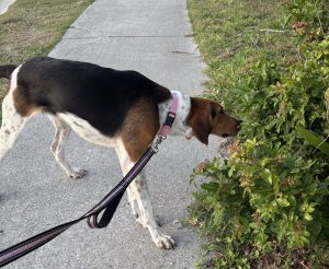 beagle mix dog for adoption in jacksonville fl Photo Amazing Beagle for Adoption in Jacksonville (Ponte Vedra Beach) Florida