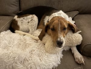 beagle mix dog for adoption in jacksonville fl Photo Amazing Beagle for Adoption in Jacksonville (Ponte Vedra Beach) Florida