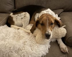 beagle mix dog for adoption in jacksonville fl Photo Amazing Beagle For Adoption In Jacksonville (Ponte Vedra Beach) Florida