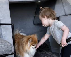 Pomeranian dog for adoption