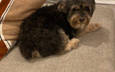 Sweet Morkie (Maltese x Yorkshire Terrier Mix) for Adoption in Brooklyn NY – Supplies Included – Adopt Oliver