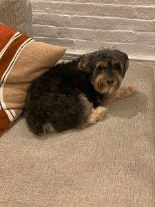 Sweet Morkie (Maltese X Yorkshire Terrier Mix) For Adoption In Brooklyn NY – Supplies Included – Adopt Oliver