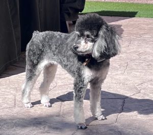 Cute miniature poodle dog for adoption in las vegas nevada stands outdoors