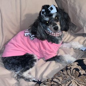 Cute miniature poodle dog for adoption in las vegas nevada posing on a sofa wearing a cute pink sweater and big bow in her hair