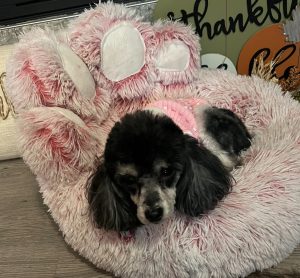 Cute miniature poodle dog for adoption in las vegas nevada posing on a soft pink dog bed