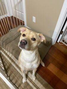 Handsome yellow labrador retriever mix for adoption in gig harbor wa - supplies included - adopt angel