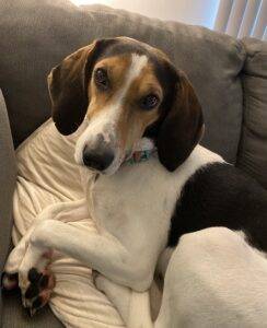 Sweet coonhound beagle mix for adoption in philadelphia pa - supplies included - adopt mia