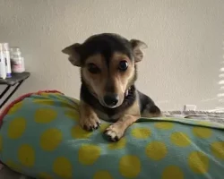Chihuahua welsh corgi mix dog for adoption in clackamas oregon