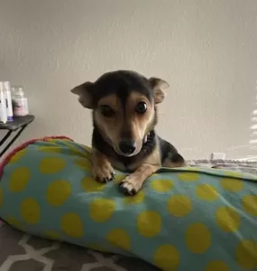 Chihuahua welsh corgi mix dog for adoption in clackamas oregon