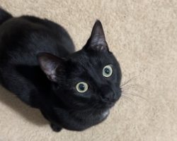 black cat for adoption in houston