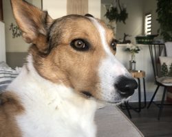 Dog for adoption in calgary