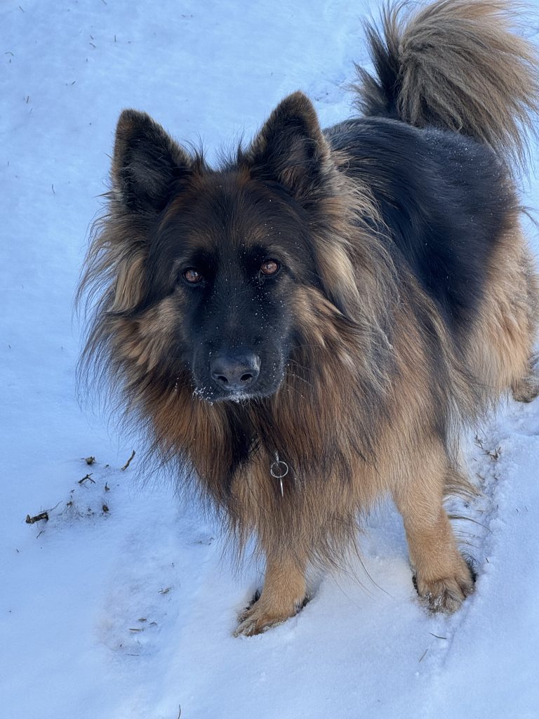 german shepherds for adoption Photo Stunning Purebred Long Coat King Shepherd Dog For Adoption in Hope Mills NC – Meet Jazz