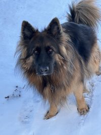 Stunning Purebred Long Coat King Shepherd Dog For Adoption In Hope Mills NC – Meet Jazz